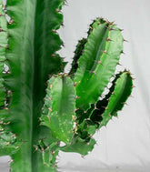 Euphorbia eritrea – H90 cm in Vaso Ø18