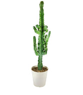 Euphorbia eritrea – H100 cm in Vaso Ø20