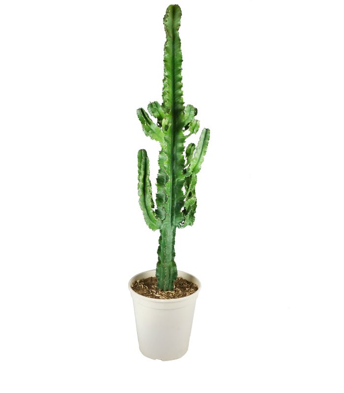 Euphorbia eritrea – H100 cm in Vaso Ø20