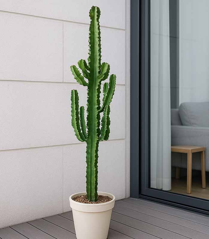 Euphorbia eritrea – H100 cm in Vaso Ø20