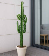 Euphorbia eritrea – H100 cm in Vaso Ø20