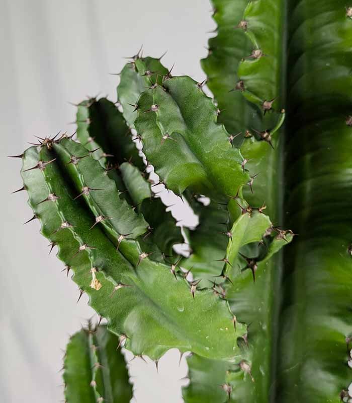 Euphorbia eritrea – H100 cm in Vaso Ø20