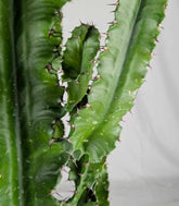 Euphorbia eritrea – H100 cm in Vaso Ø20
