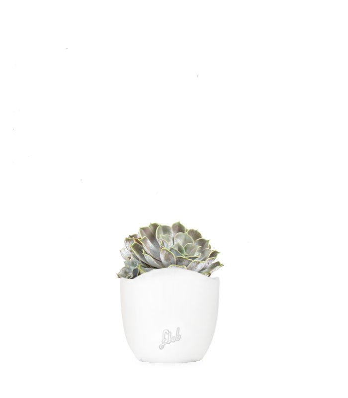 Echeveria