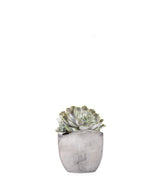 Echeveria