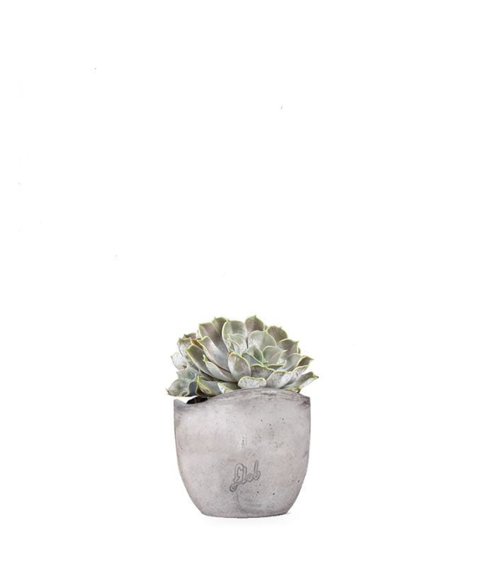 Echeveria