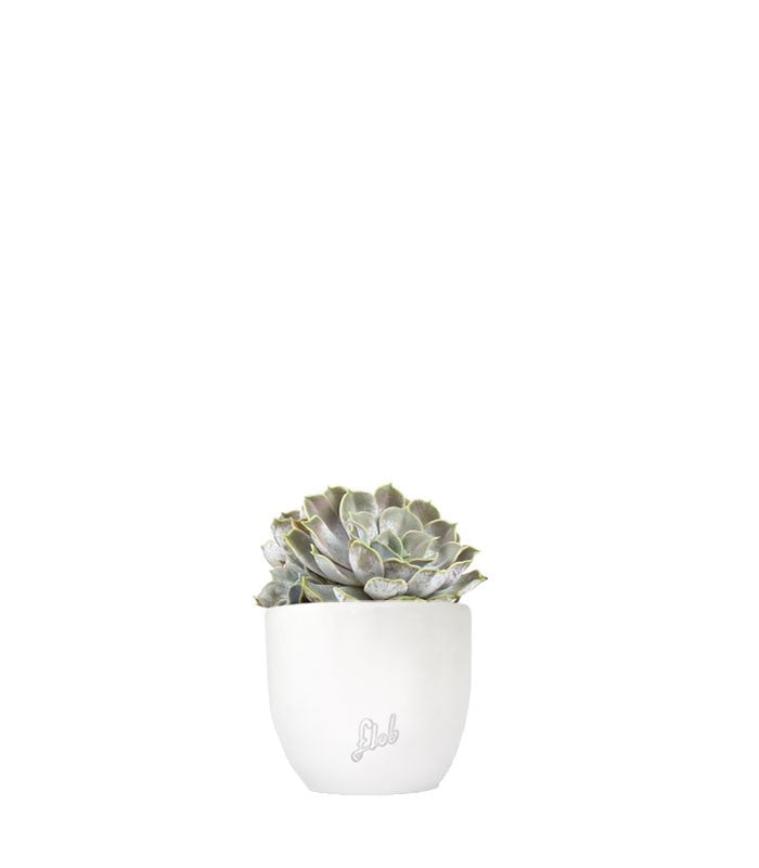 Echeveria