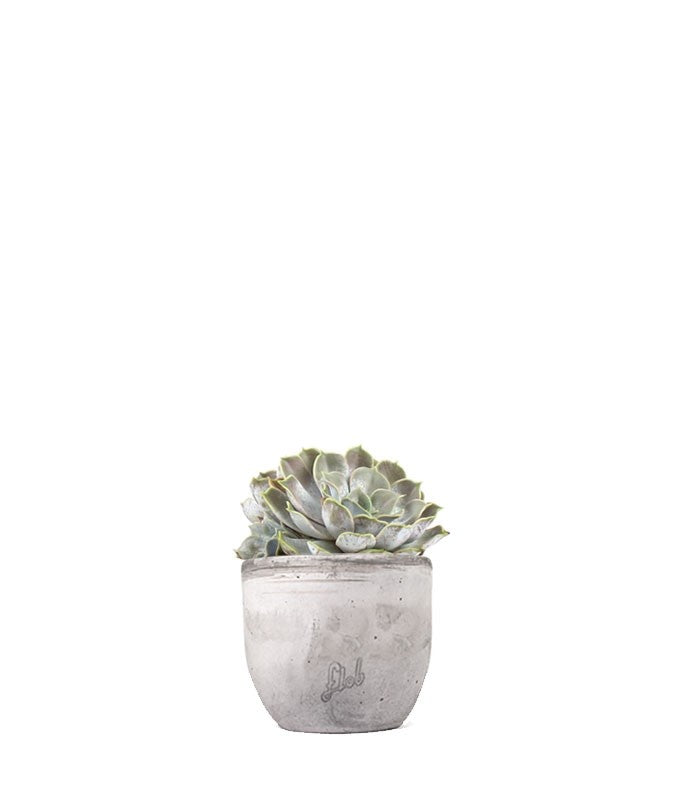 Echeveria