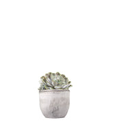 Echeveria
