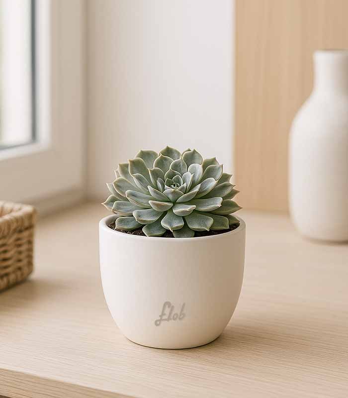 Echeveria