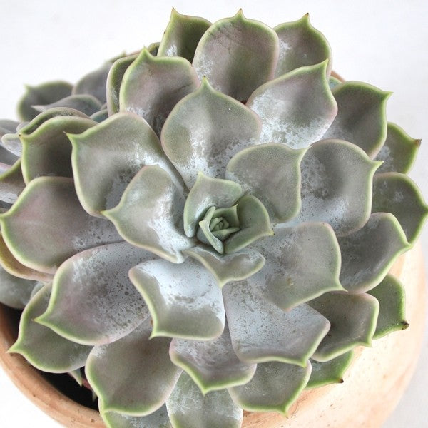 Echeveria