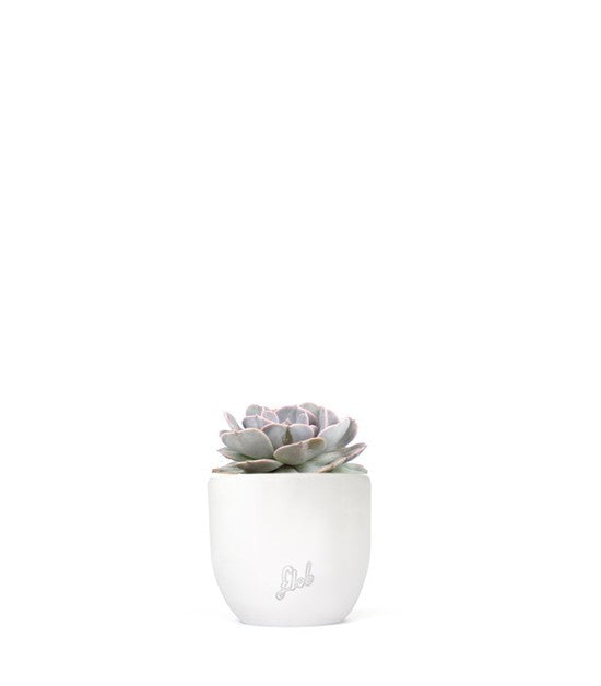 Echeveria lilacina