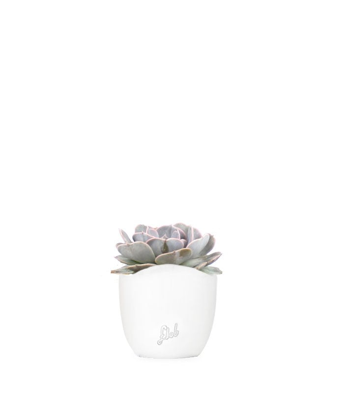 Echeveria lilacina