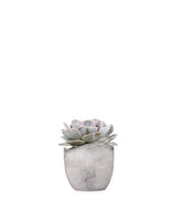Echeveria lilacina