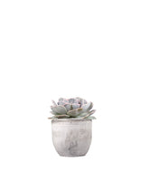 Echeveria lilacina