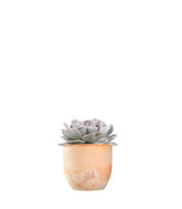 Echeveria lilacina