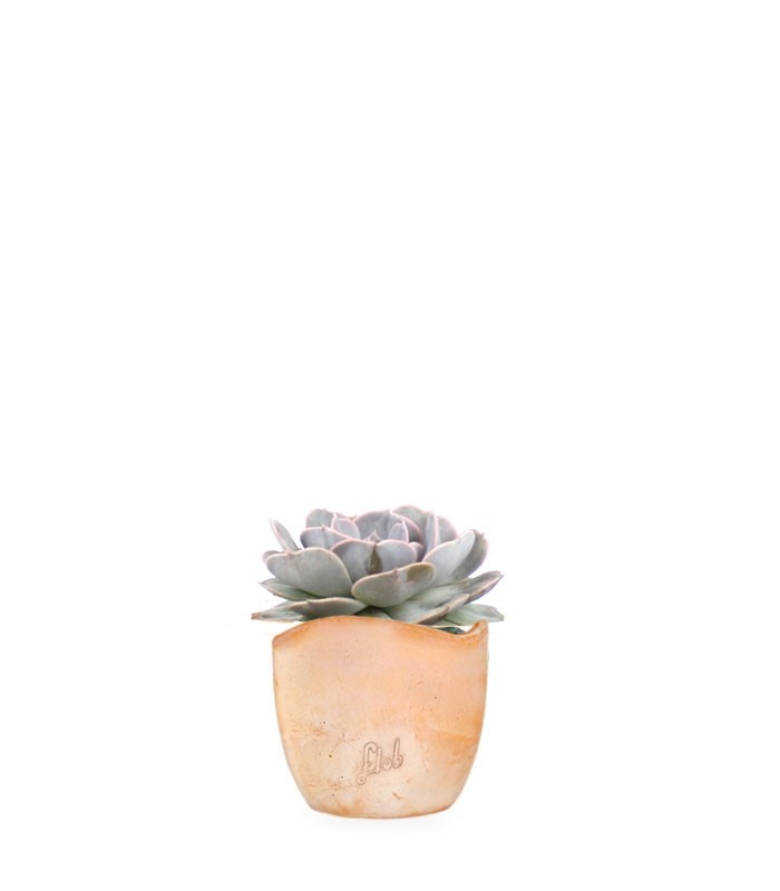 Echeveria lilacina