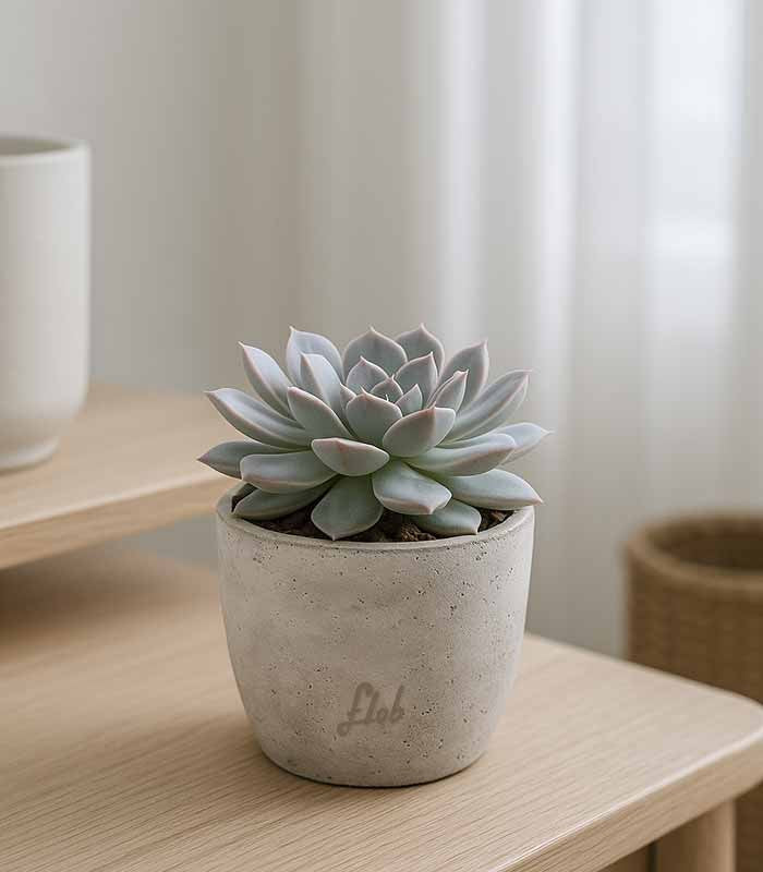 Echeveria lilacina