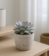 Echeveria lilacina