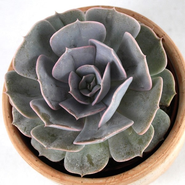 Echeveria lilacina