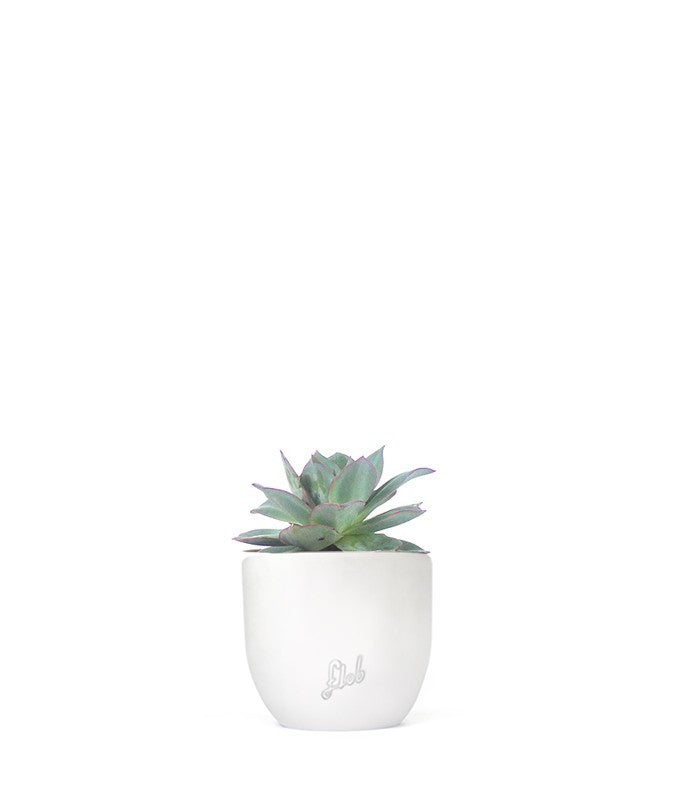 Echeveria subrigida