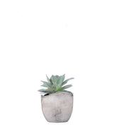 Echeveria subrigida