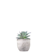 Echeveria subrigida