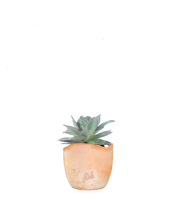 Echeveria subrigida