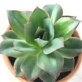 Echeveria subrigida