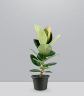 Ficus Elastica Robusta - H70 cm in Vaso Ø20