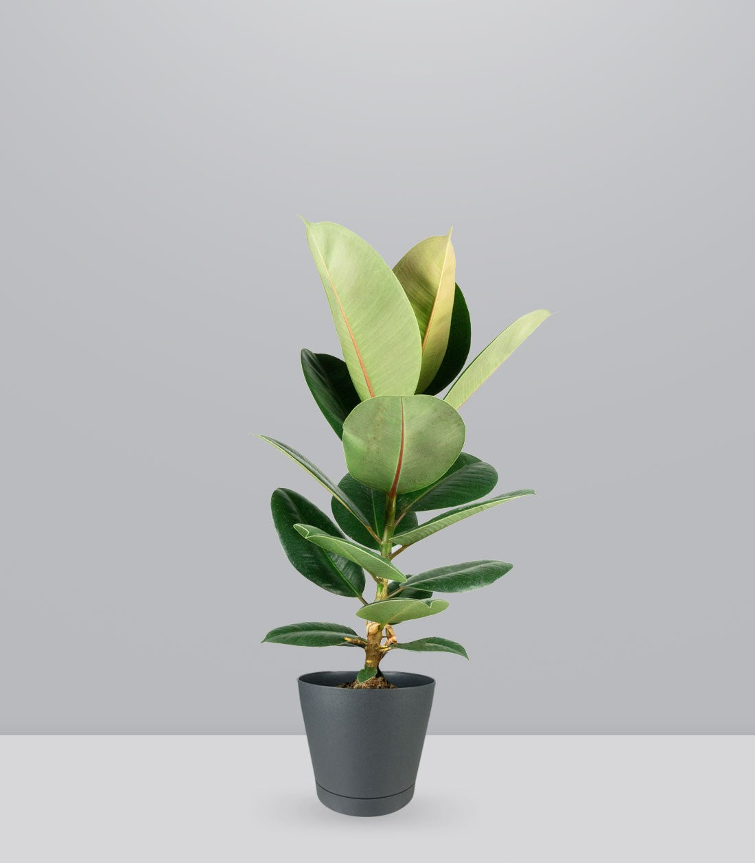 Ficus Elastica Robusta - H70 cm in Vaso Ø20