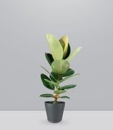 Ficus Elastica Robusta - H70 cm in Vaso Ø20