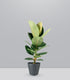 Ficus Elastica Robusta - H70 cm in Vaso Ø20