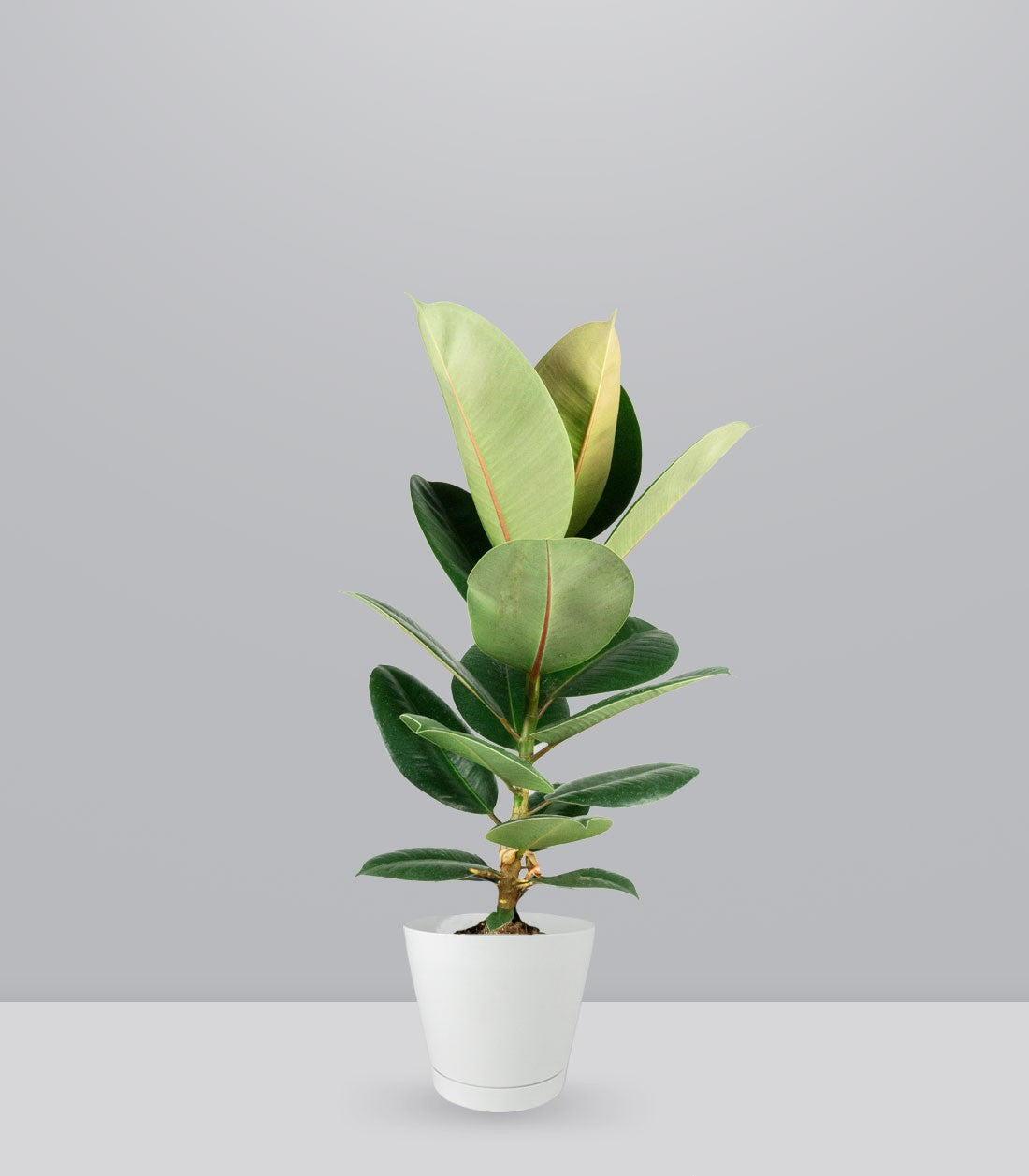 Ficus Elastica Robusta - H70 cm in Vaso Ø20