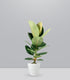 Ficus Elastica Robusta - H70 cm in Vaso Ø20