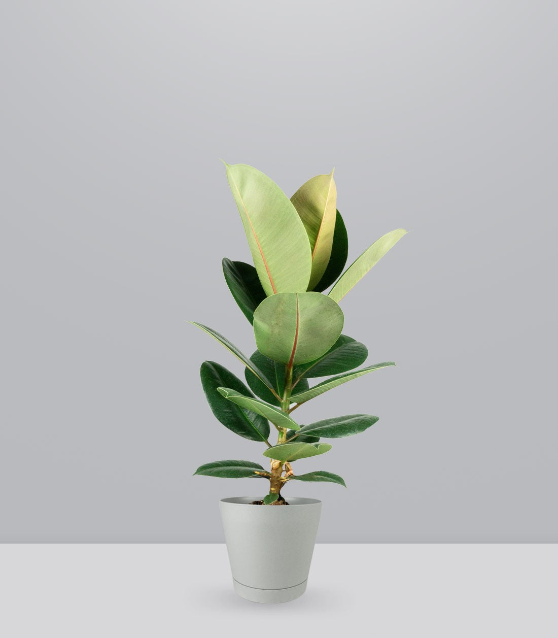 Ficus Elastica Robusta - H70 cm in Vaso Ø20