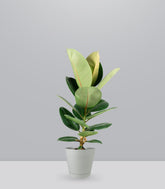 Ficus Elastica Robusta - H70 cm in Vaso Ø20
