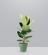 Ficus Elastica Robusta - H70 cm in Vaso Ø20