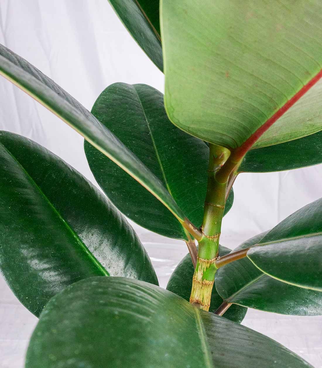 Ficus Elastica Robusta - H70 cm in Vaso Ø20