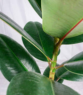 Ficus Elastica Robusta - H70 cm in Vaso Ø20