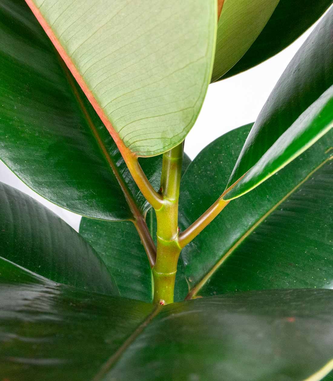 Ficus Elastica Robusta - H70 cm in Vaso Ø20