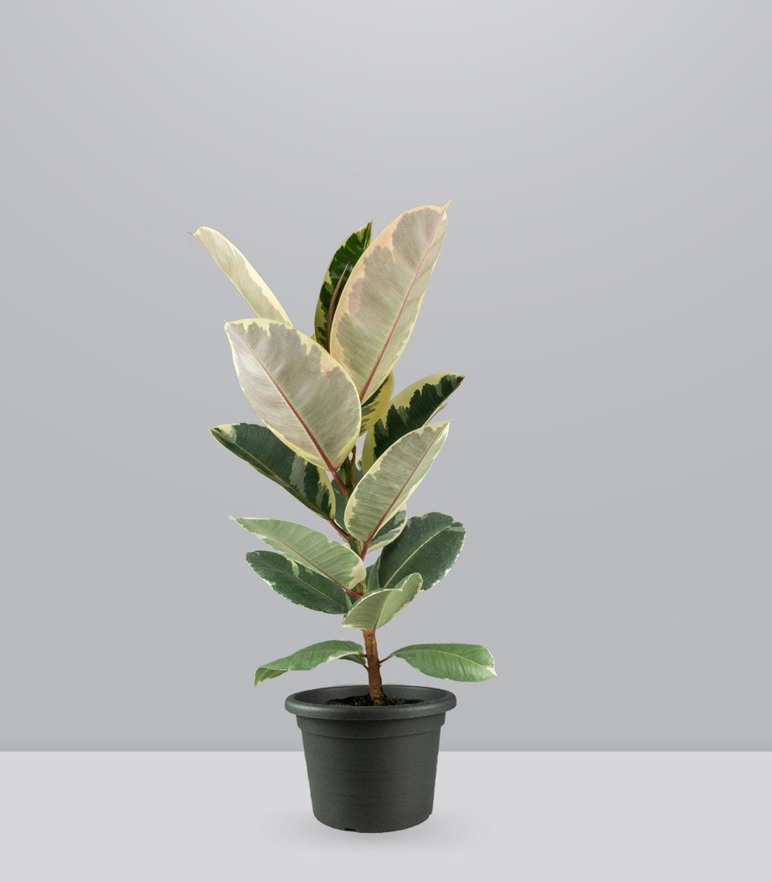 Ficus Tineke Bianco – H70 cm in Vaso Ø20