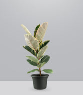 Ficus Tineke Bianco – H70 cm in Vaso Ø20