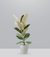 Ficus Tineke Bianco – H70 cm in Vaso Ø20