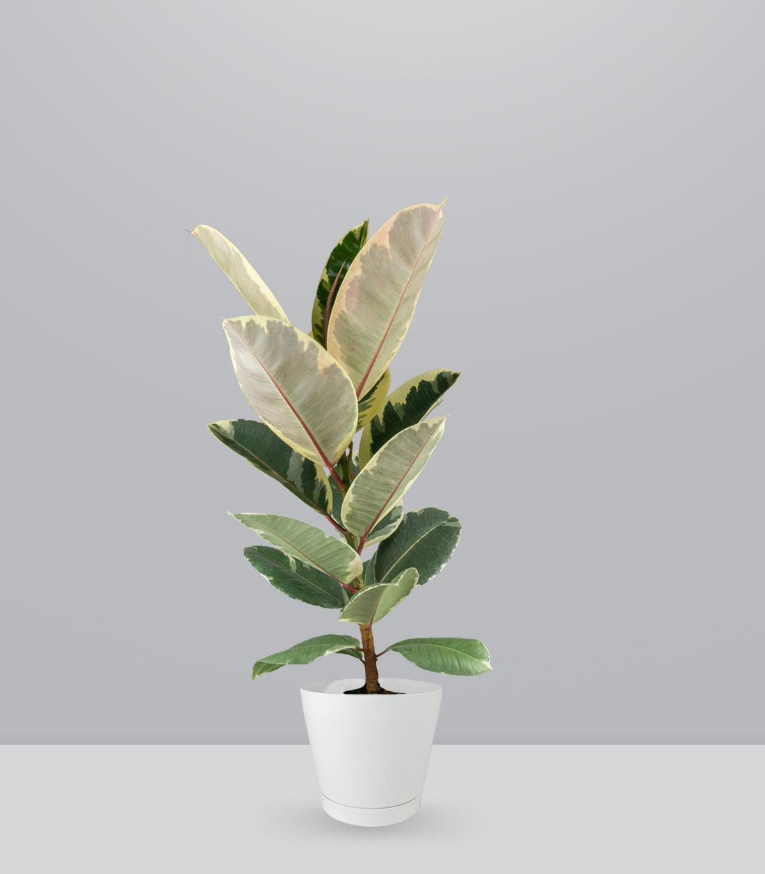 Ficus Tineke Bianco – H70 cm in Vaso Ø20
