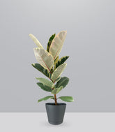 Ficus Tineke Bianco – H70 cm in Vaso Ø20