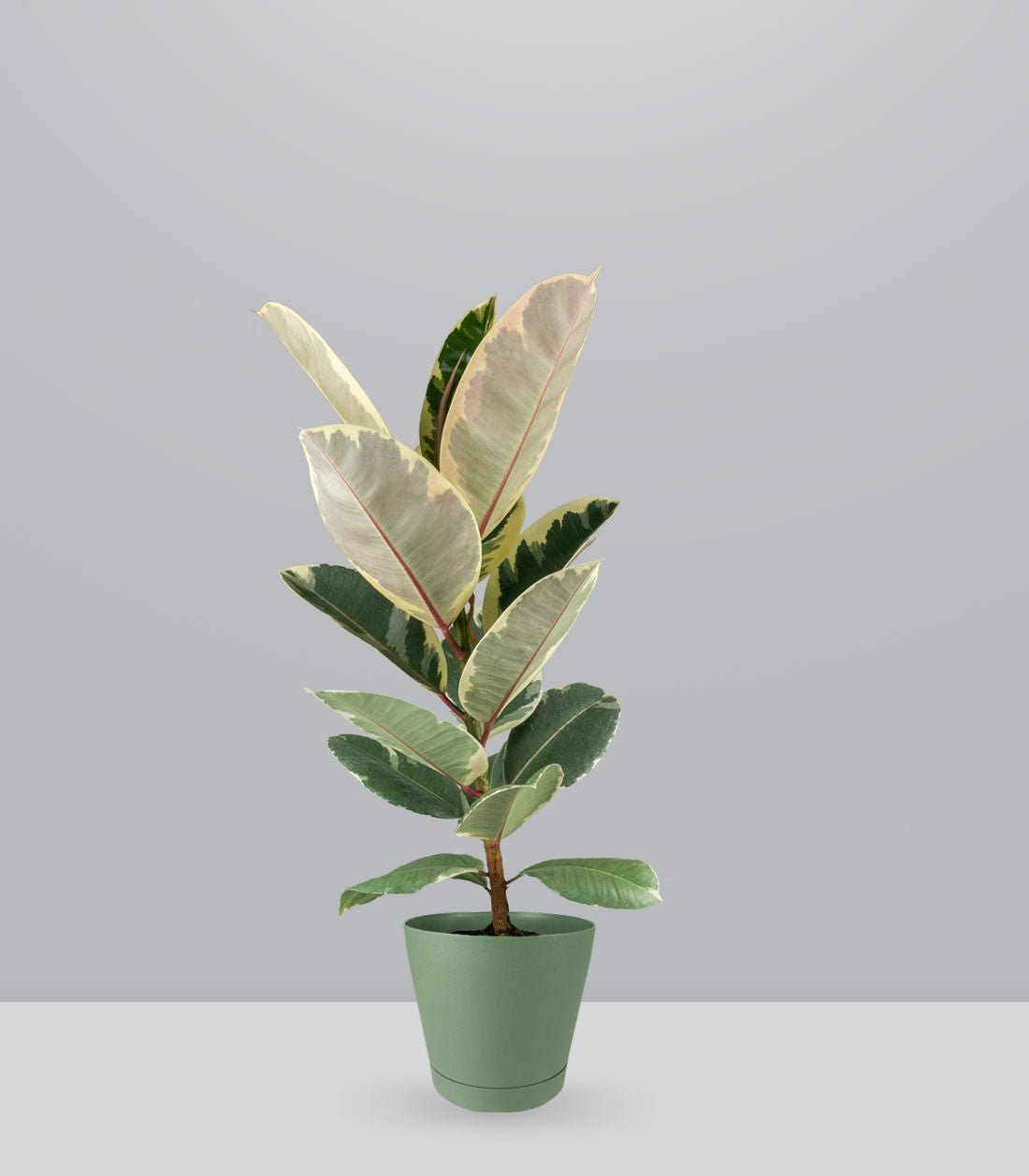 Ficus Tineke Bianco – H70 cm in Vaso Ø20