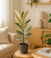 Ficus Tineke Bianco – H70 cm in Vaso Ø20