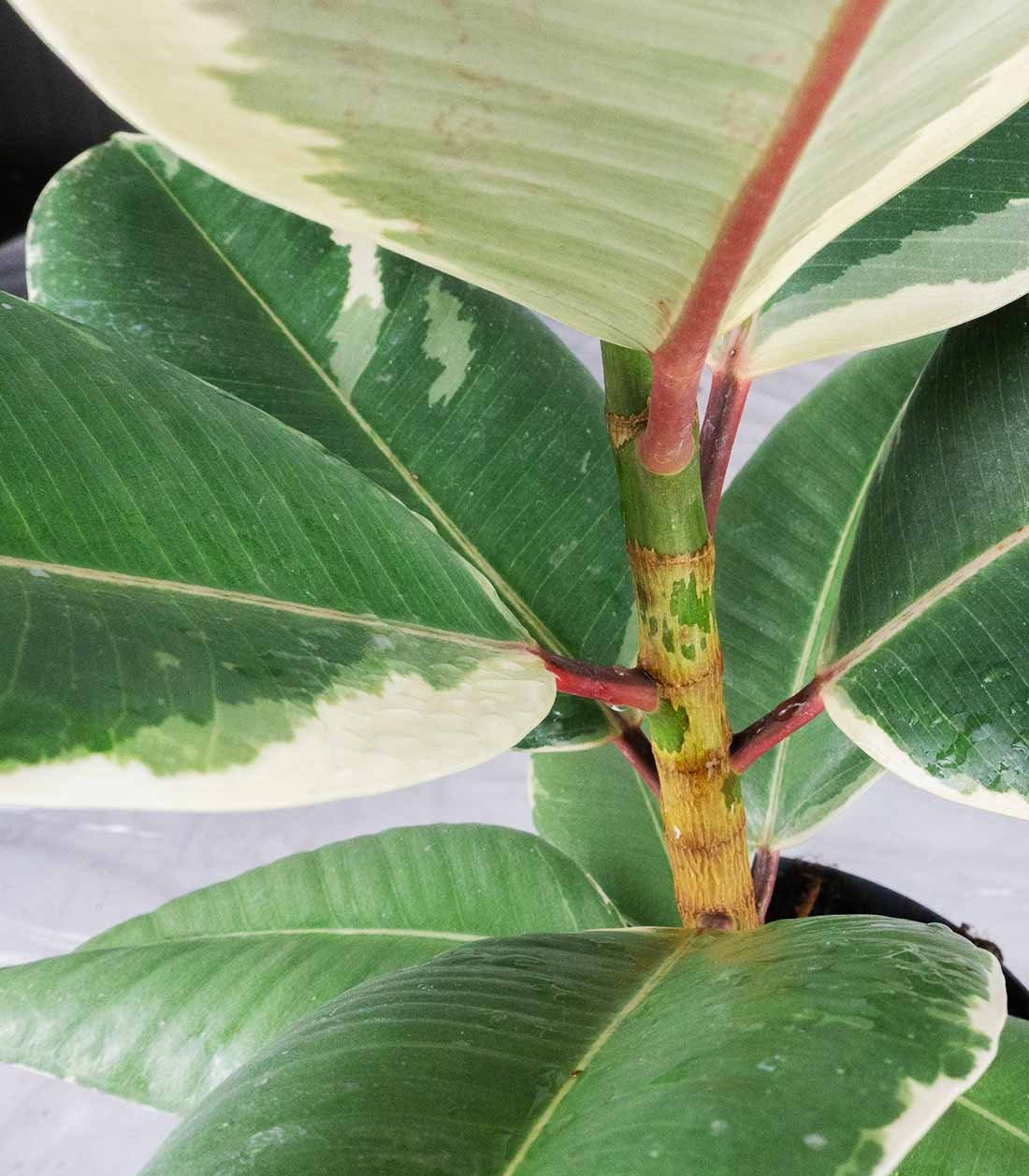 Ficus Tineke Bianco – H70 cm in Vaso Ø20