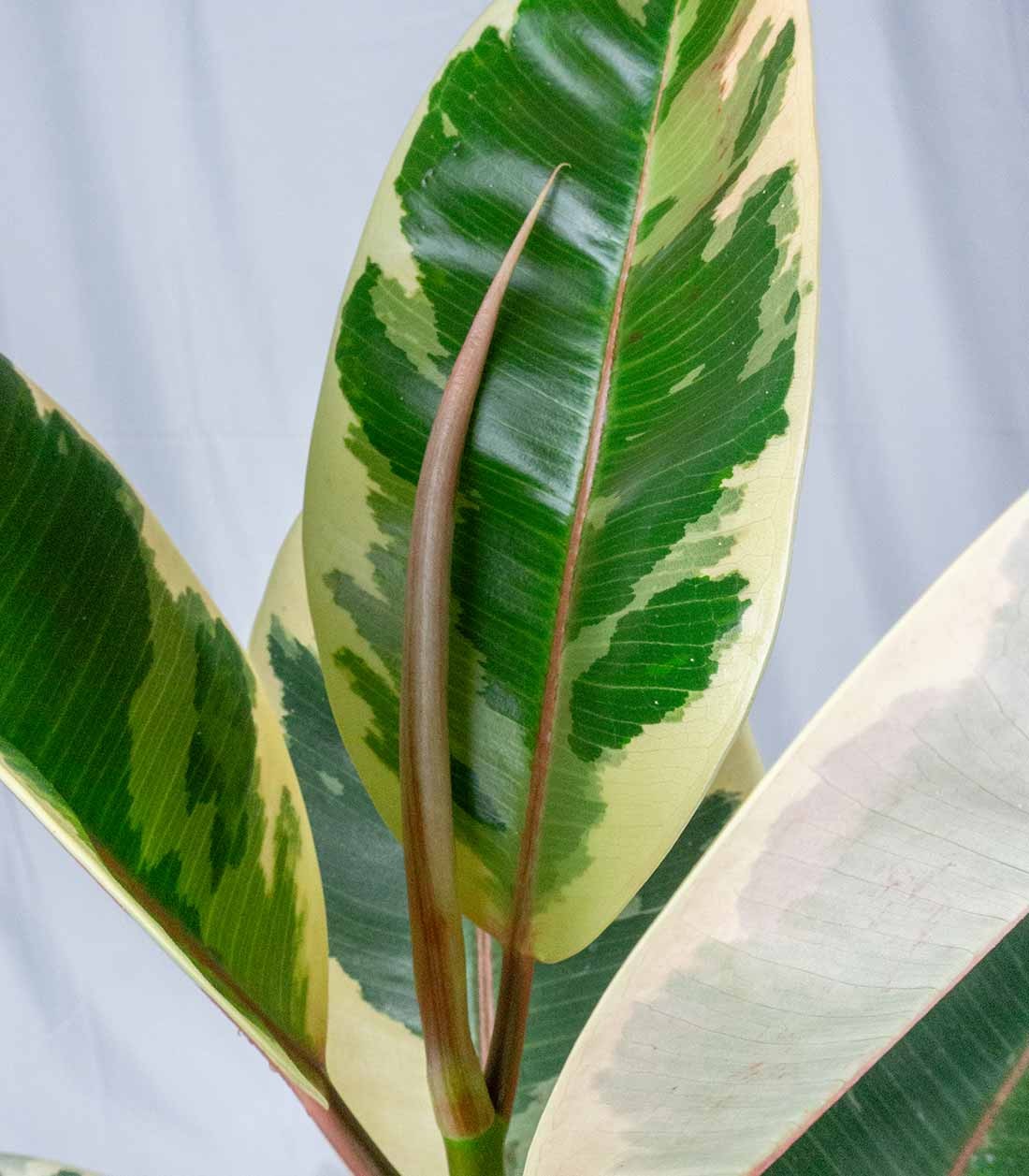 Ficus Tineke Bianco – H70 cm in Vaso Ø20